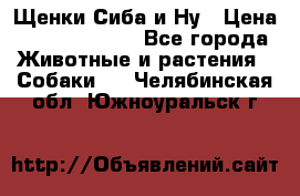 Щенки Сиба и Ну › Цена ­ 35000-85000 - Все города Животные и растения » Собаки   . Челябинская обл.,Южноуральск г.